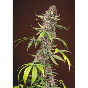 Sweet Seeds Red Mandarine F1 Fast Version 3 Stk...