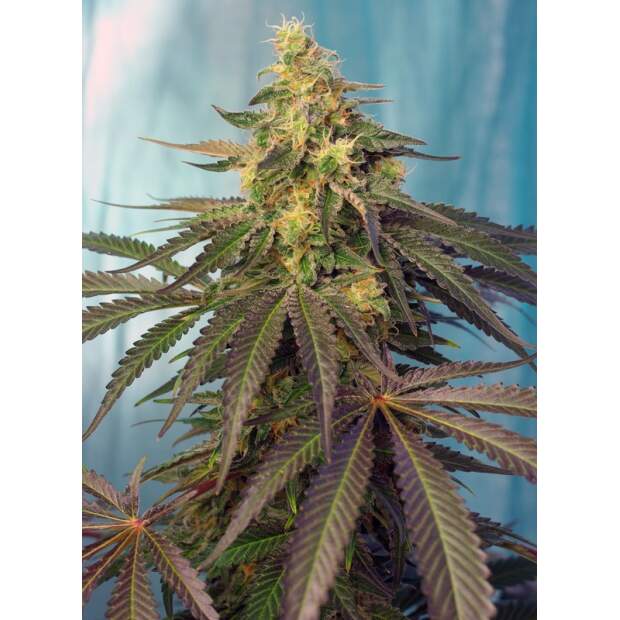 Sweet Seeds Cream Caramel CBD 3 Stk feminisiert Abverkauf