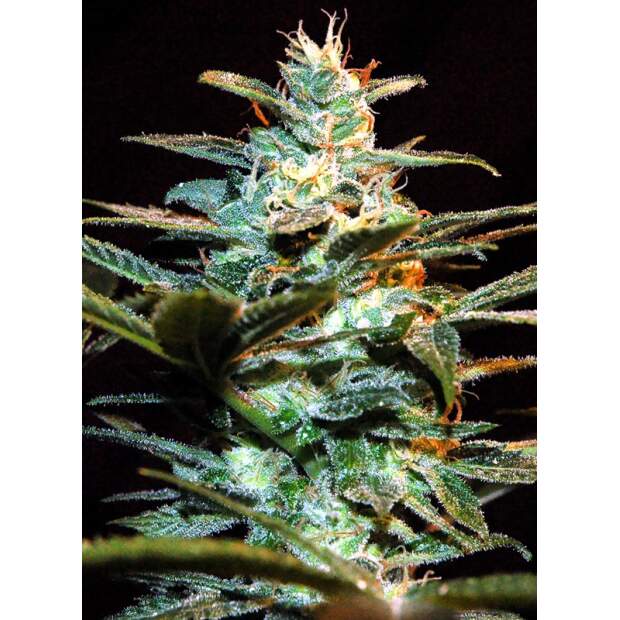 Sweet Seeds NYC Diesel 3 Stk feminisiert Abverkauf