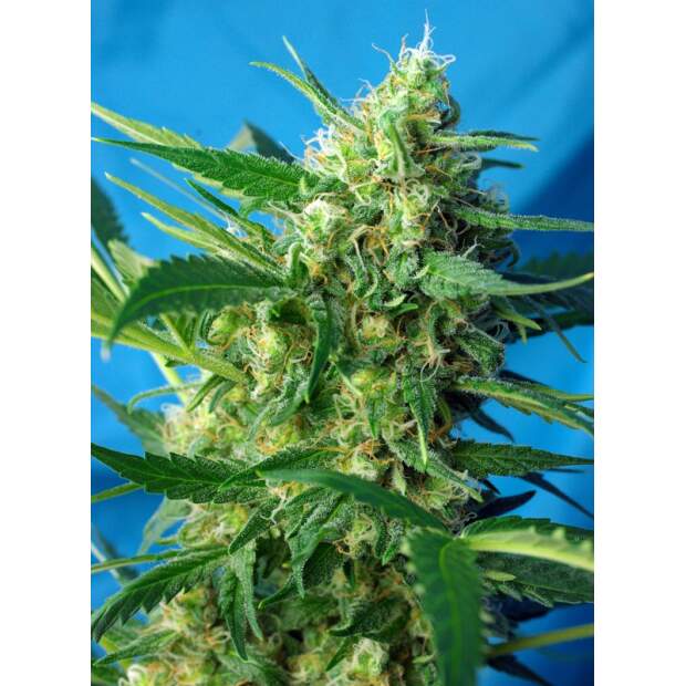 Sweet Seeds NYC Diesel Auto 3 Stk feminisiert Abverkauf