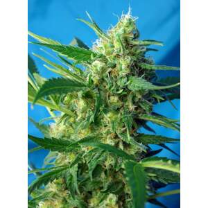 Sweet Seeds NYC Diesel Auto 3 Stk feminisiert Abverkauf