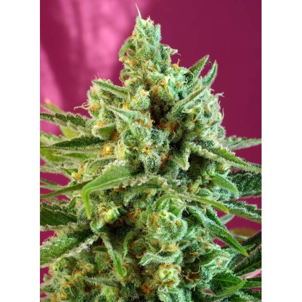Sweet Seeds S.A.D. Sweet Afgani Delicious CBD 3 Stk feminisiert Abverkauf