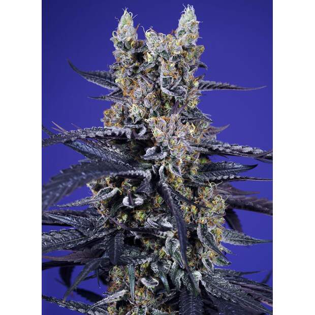Sweet Seeds Super Boof XL Auto