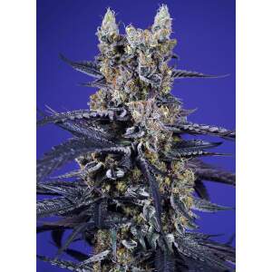 Sweet Seeds Super Boof XL Auto