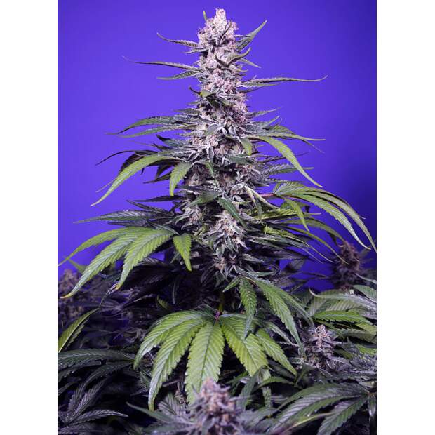 Sweet Seeds Permanent Marker XL Auto 5 Stk feminisiert