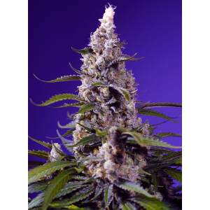 Sweet Seeds Banana Cream Cake XL Auto