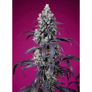 Sweet Seeds Tropicanna Cherry XL Auto