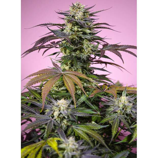 Sweet Seeds Gelonade