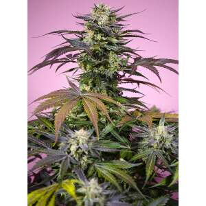 Sweet Seeds Gelonade