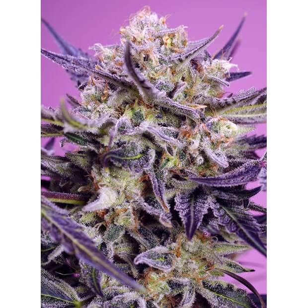 Sweet Seeds Pink Guava F1 Fast Version