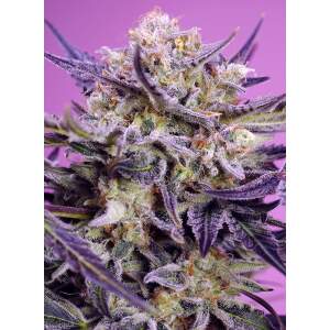 Sweet Seeds Pink Guava F1 Fast Version