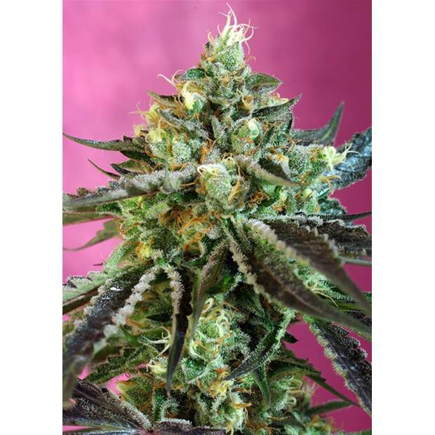 Sweet Seeds Sweet Nurse Auto CBD 3 Stk feminisiert Abverkauf