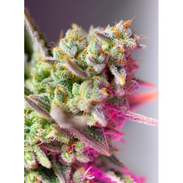 Sweet Seeds Sweet Mimosa XL Auto 3 Stk feminisiert Abverkauf