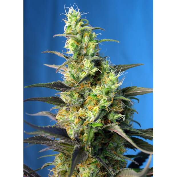 Sweet Seeds NYC Diesel CBD 5 Stk feminisiert Abverkauf