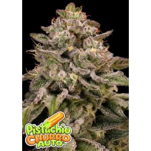 Anesia Seeds Auto Pistachio Churro 3 Stk feminisiert