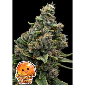 Anesia Seeds Calamansi Crystal Candy