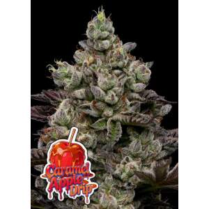 Anesia Seeds Caramel Apple Drip