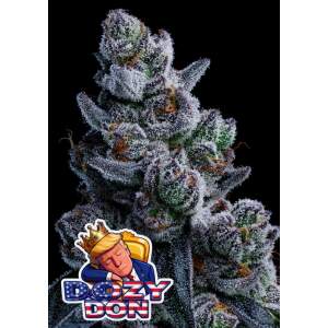 Anesia Seeds Dozy Don