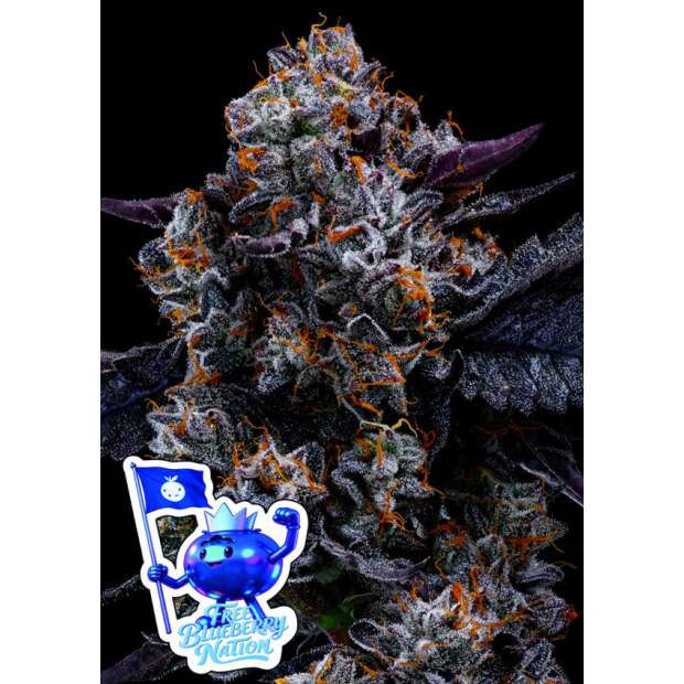 Anesia Seeds Free Blueberry Nation