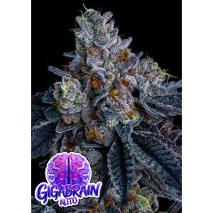 Anesia Seeds Giga Brain Auto