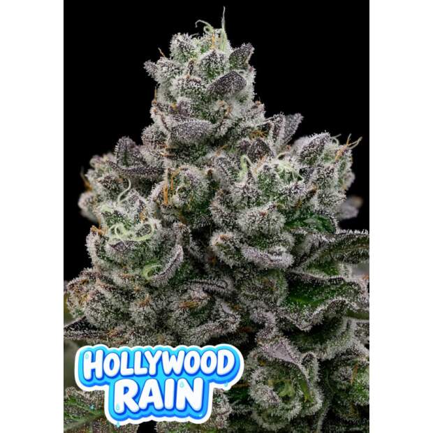 Anesia Seeds Hollywood Rain