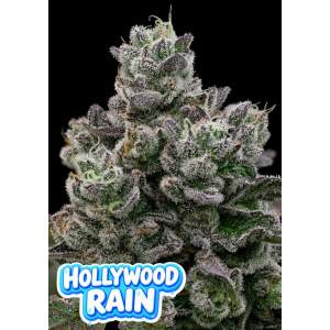 Anesia Seeds Hollywood Rain