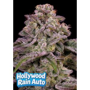 Anesia Seeds Hollywood Rain Auto