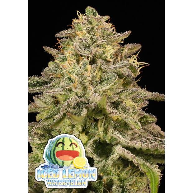 Anesia Seeds Iced Lemon Watermelon