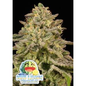 Anesia Seeds Iced Lemon Watermelon