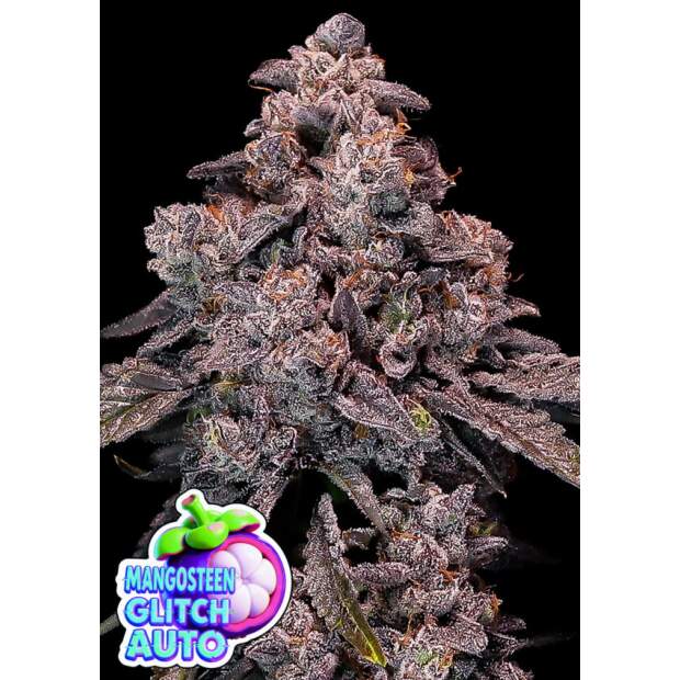 Anesia Seeds Mangosteen Glitch Auto