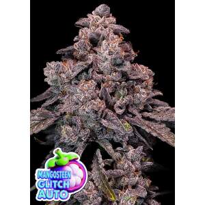 Anesia Seeds Mangosteen Glitch Auto