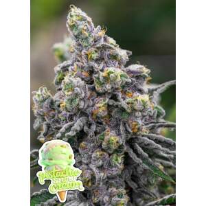 Anesia Seeds Pistachio Snow Cream