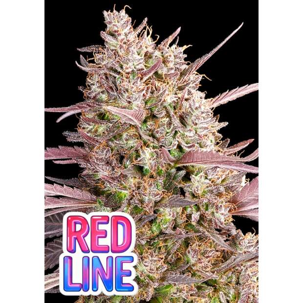 Anesia Seeds Redline 5 Stk feminisiert