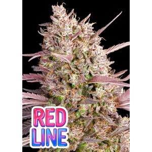 Anesia Seeds Redline 5 Stk feminisiert