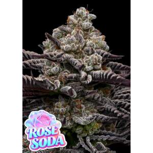 Anesia Seeds Rose Soda