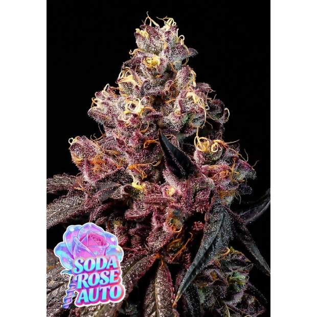 Anesia Seeds Rose Soda Auto