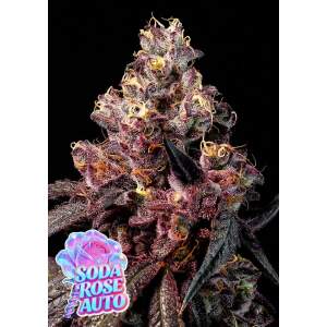 Anesia Seeds Rose Soda Auto