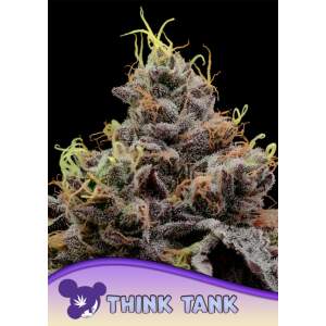 Anesia Seeds Think Tank Auto