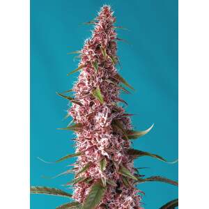 Sweet Seeds Red Pure Auto CBD 5 Stk feminisiert Abverkauf