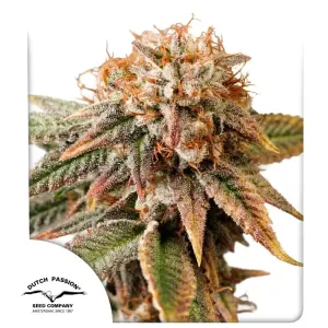 Dutch Passion Auto Kingston Punch