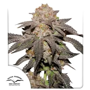 Dutch Passion Kingston Punch