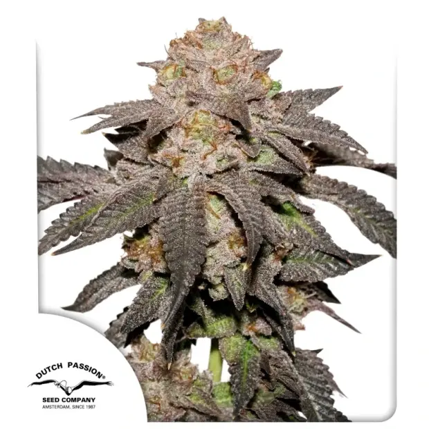 Dutch Passion Kingston Punch 10 Stk feminisiert