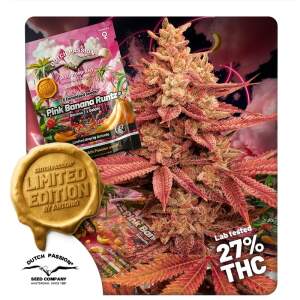 Dutch Passion Pink Banana Runtz