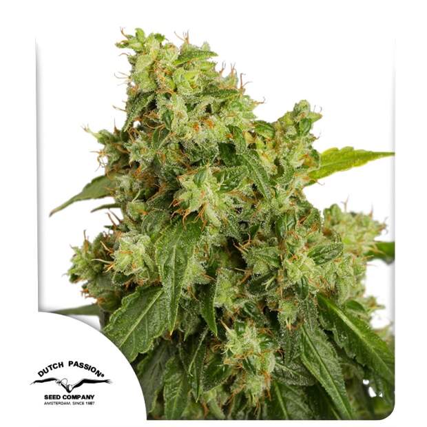 Dutch Passion Auto Xtreme Haze