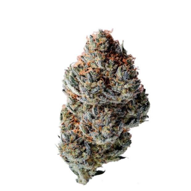Growers Choice Toad Poison (Toad Venum) 5 Stk feminisiert