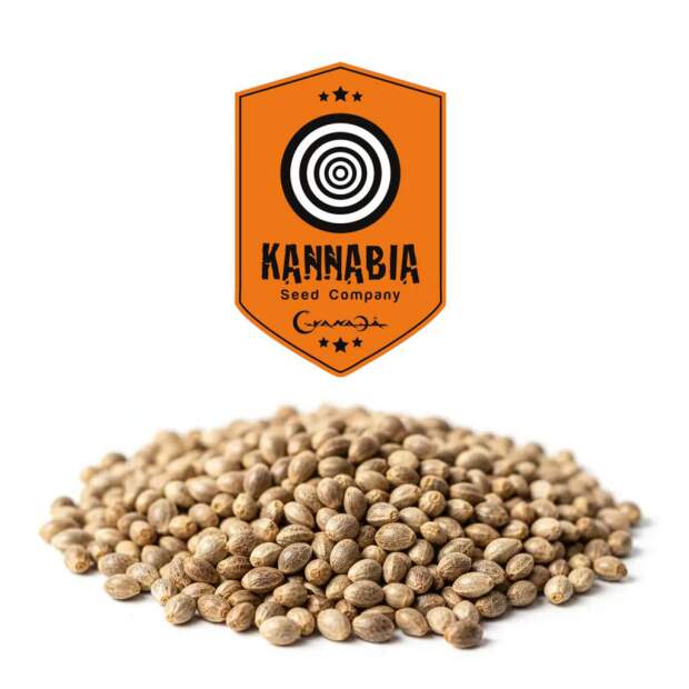Kannabia Skunk Auto Bulk 1 Stk feminisiert