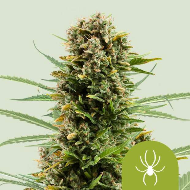 Royal Queen Seeds White Widow Auto 3 Stk feminisiert Abverkauf
