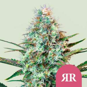 Royal Queen Seeds Royal Runtz USA Premium 3 Stk...