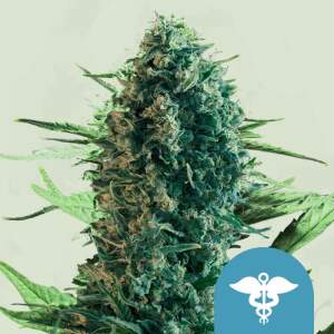 Royal Queen Seeds Royal Medic CBD 5 Stk feminisiert...