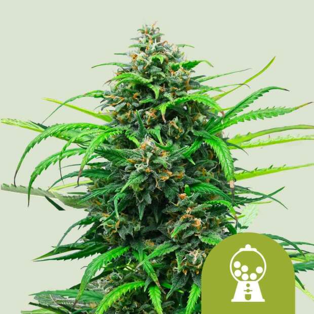 Royal Queen Seeds Pink Runtz USA Premium Auto 5 Stk feminisiert Abverkauf
